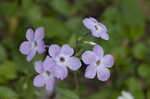 Creeping phlox